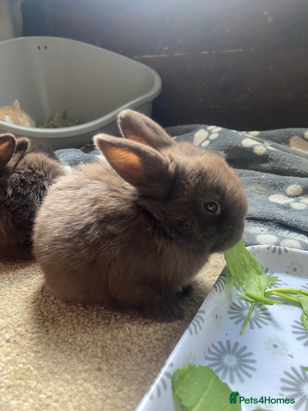 Lionhead rabbits for sale: ⭐️Beautiful Lionhead bunnies⭐️ - Image 8