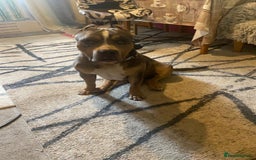 American Bully dogs for sale: American bully  - Image 6