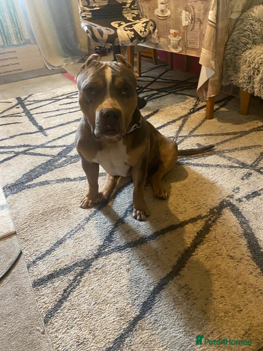 American Bully dogs for sale: American bully  - Image 6