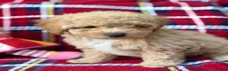 Poochon dogs for sale: Beautiful Teddy Bear Poochon Puppies  - Advert 10