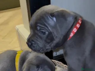 Staffordshire Bull Terrier dogs Top quality KC registered Blue staffy pups- 3 left - Advert 5