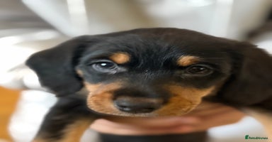 Mixed Breed dogs - Advert 10