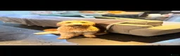Goldendoodle dogs for sale: Gorgeous tuxedo Goldendoodle girl  - Advert 2