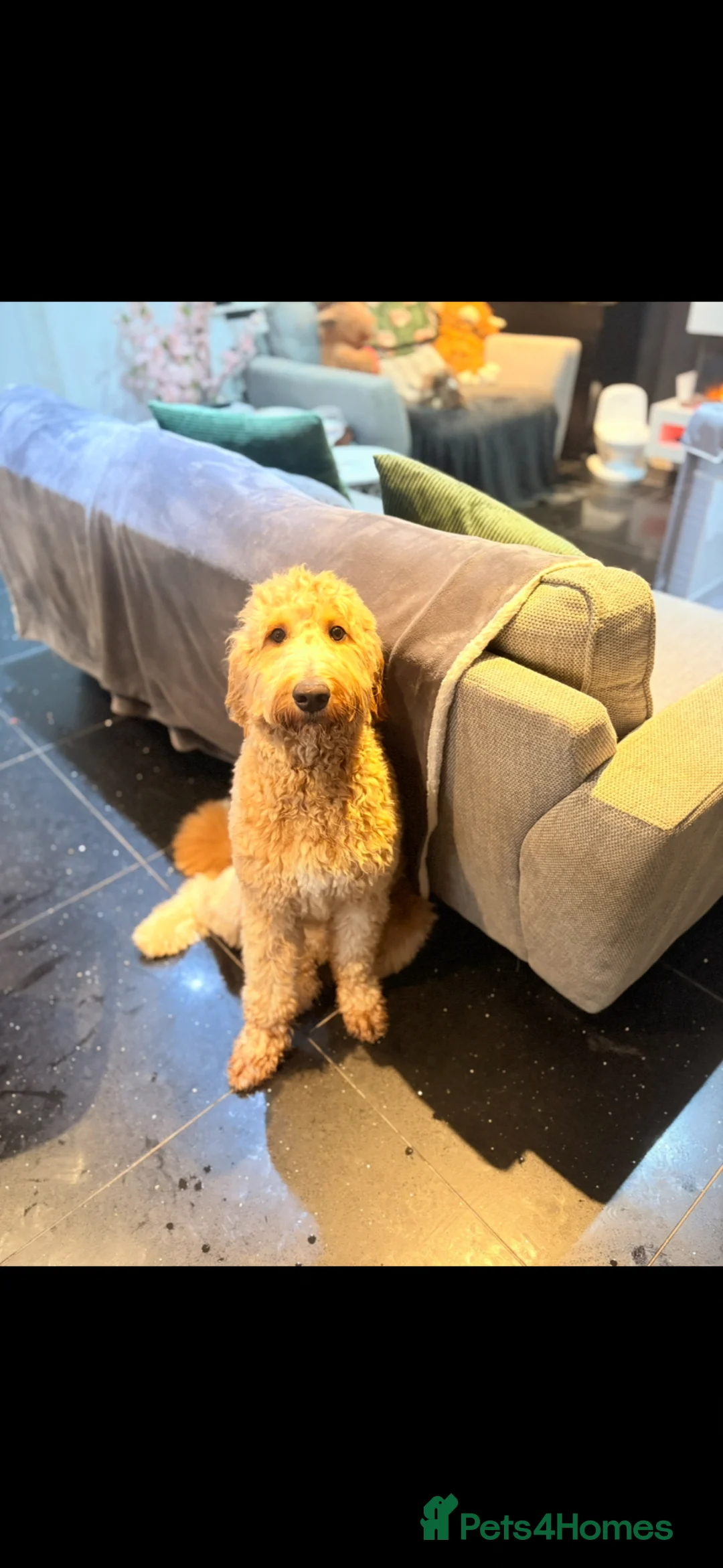 Goldendoodle dogs for sale: Gorgeous tuxedo Goldendoodle girl  - Advert 2