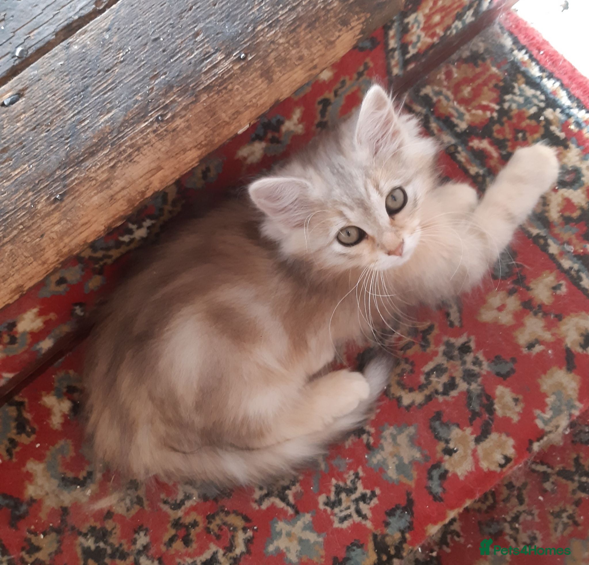 Siberian cats Adorable Siberian Kittens - Advert 1