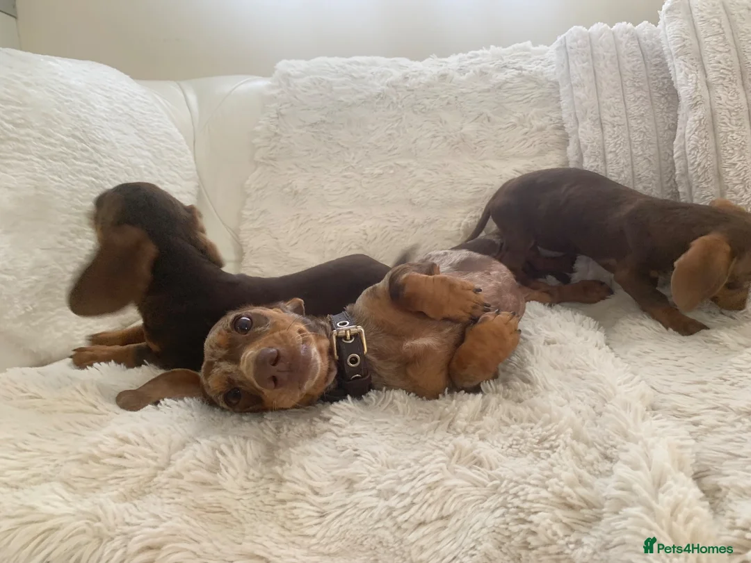 Miniature Dachshund dogs for sale: Dachshund puppies  - Advert 1