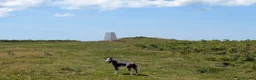 Whippet dogs for sale: Looking for a home for Ada - Advert 3