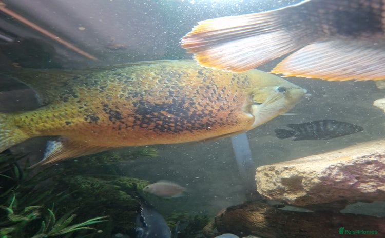 Other/Mixed Breed fish - Advert 1