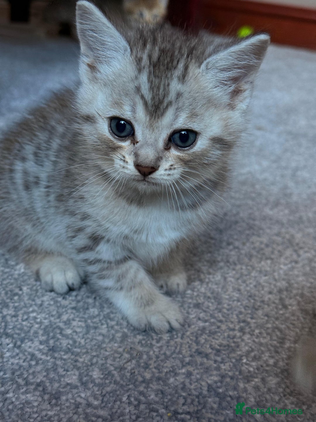 Mixed Breed cats for sale: Beautiful Ragdoll Bengal Cross Kittens - Advert 11