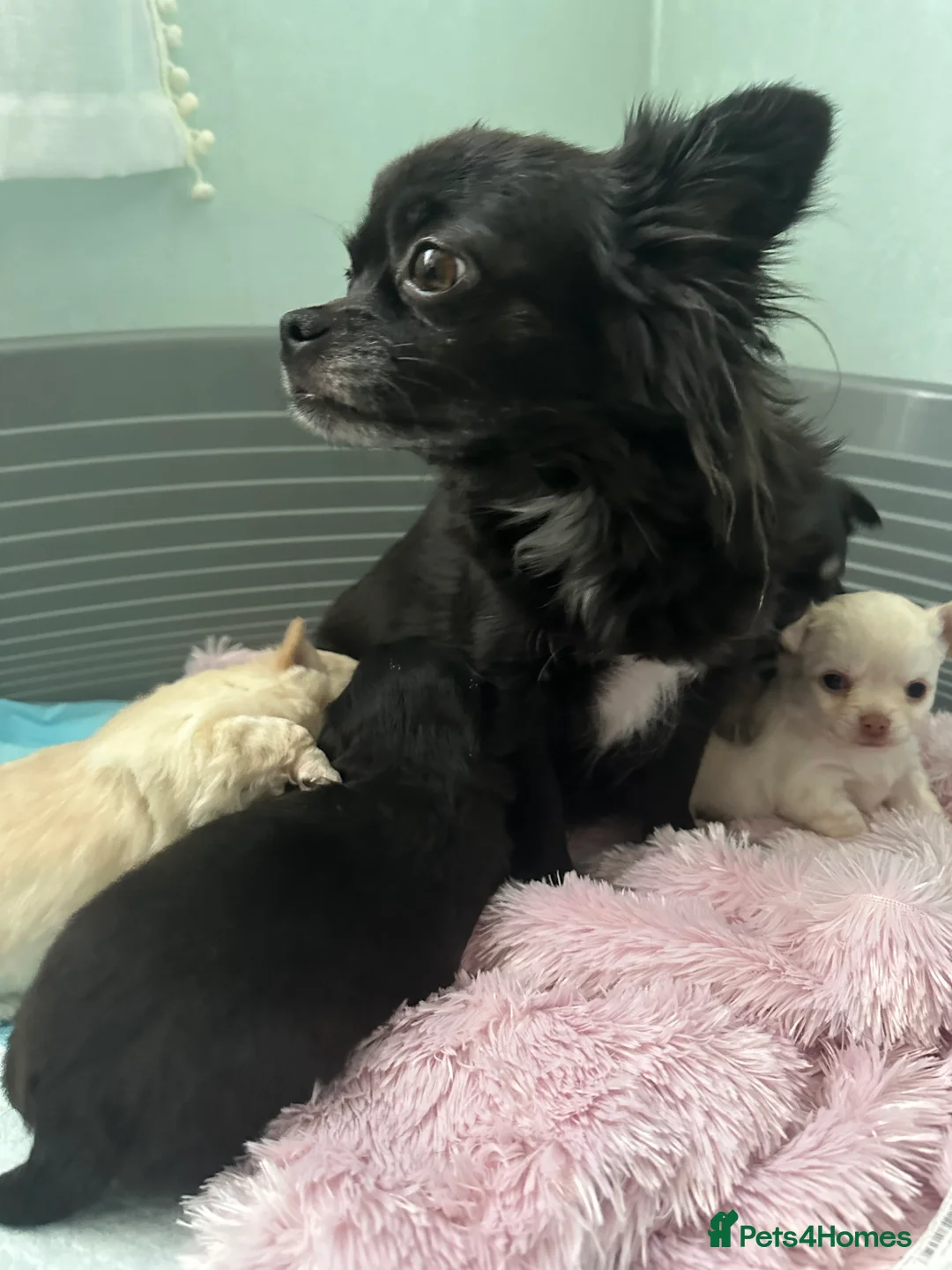 Chihuahua dogs for sale: 🥰Gorgeous Long-Coat chihuahua puppies  - Advert 1