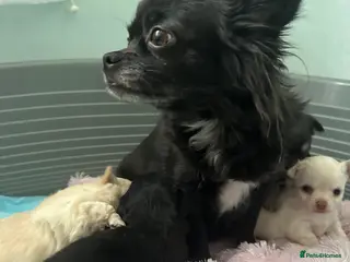 Chihuahua dogs 🥰Gorgeous Long-Coat chihuahua puppies - Advert 6
