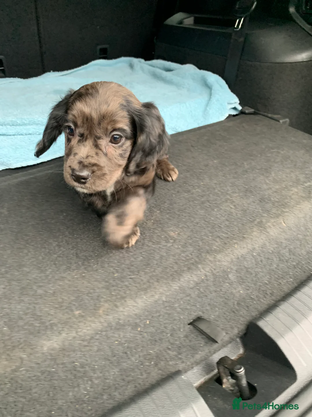 Cocker Spaniel dogs for sale: Cocker spaniel  show type in Longfield - Advert 5