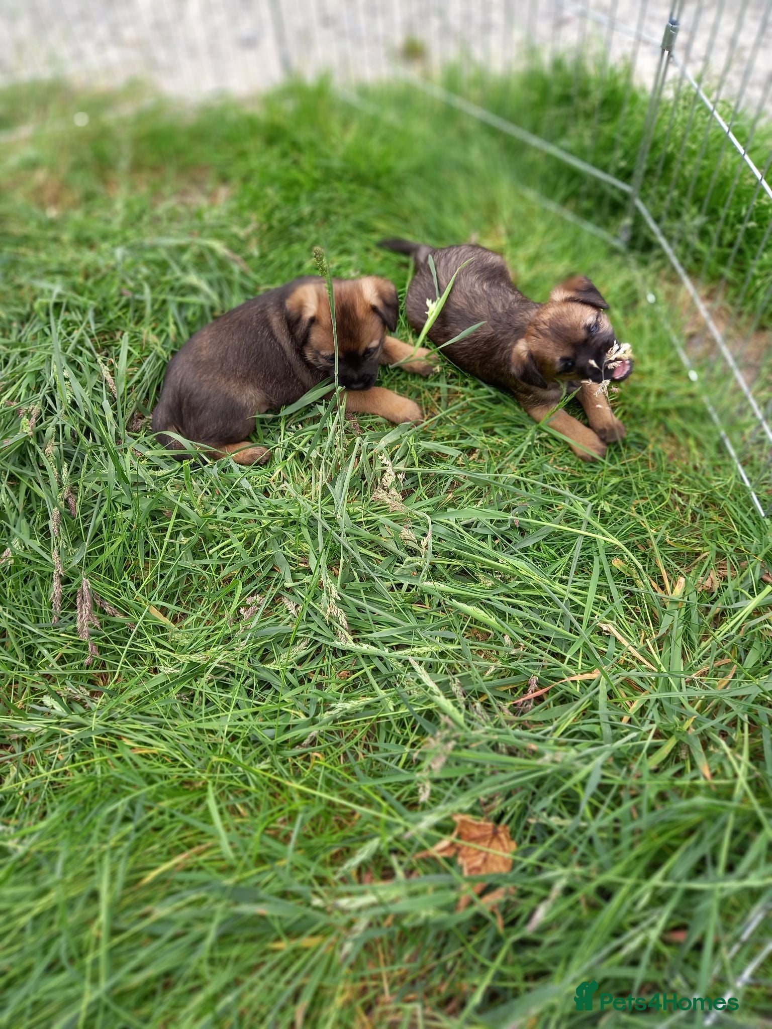 Border Terrier dogs Border Terrier pup's. - Advert 2