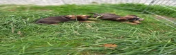 Border Terrier dogs for sale: Border Terrier pup's. - Advert 1