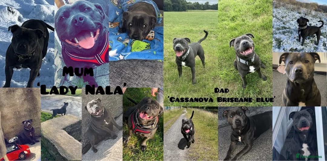 Staffordshire Bull Terrier dogs for sale: Blue staff puppies - Advert 2
