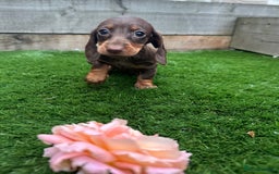 Miniature Dachshund dogs for sale: 8 Quality dachshunds fluffy and smooth for sale** - Image 9