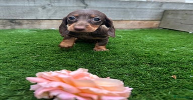 Miniature Dachshund dogs - Advert 9