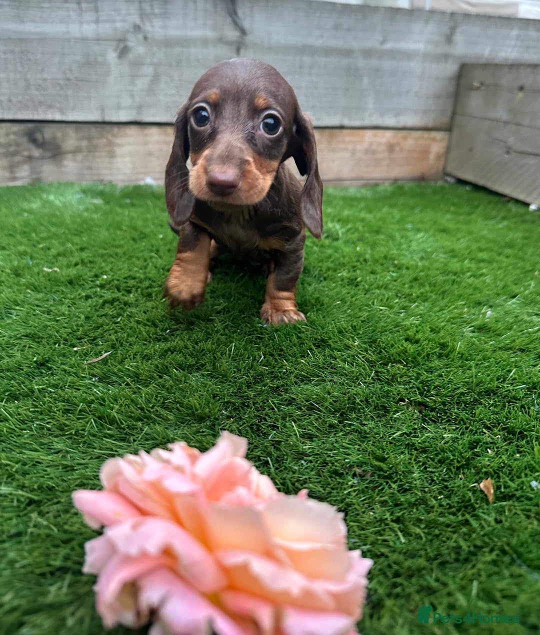 Miniature Dachshund dogs for sale: 8 Quality dachshunds fluffy and smooth for sale** - Image 9