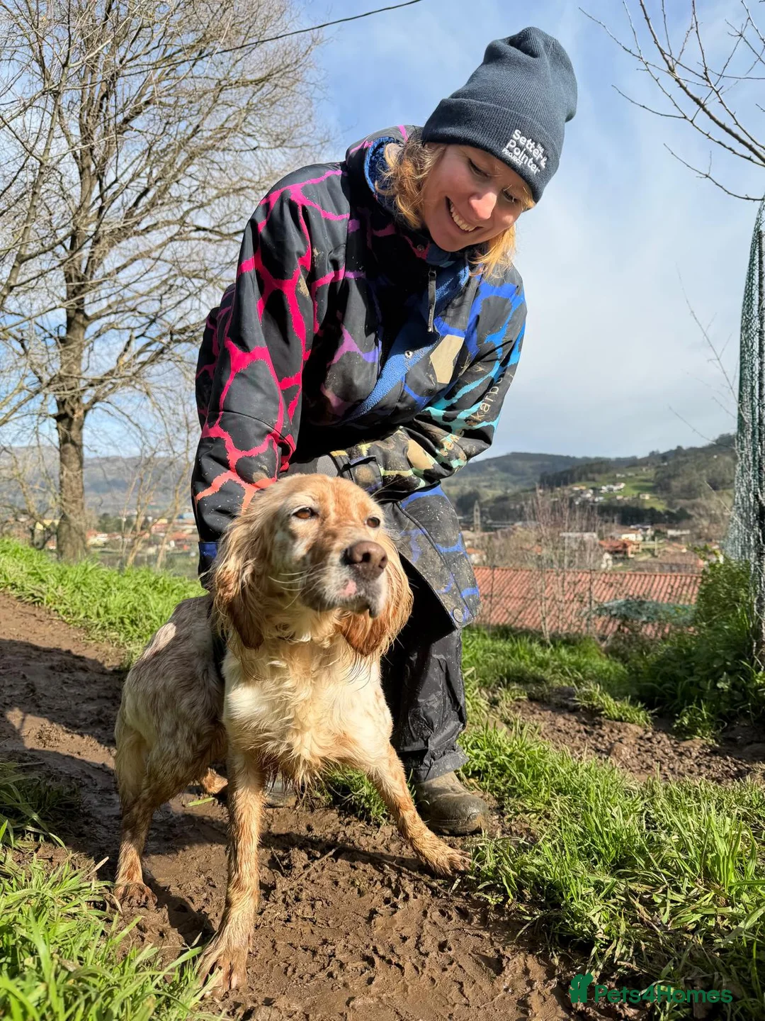 English Setter dogs for adoption: Astra - Advert 6