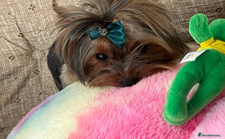 Yorkshire Terrier dogs - Advert 4