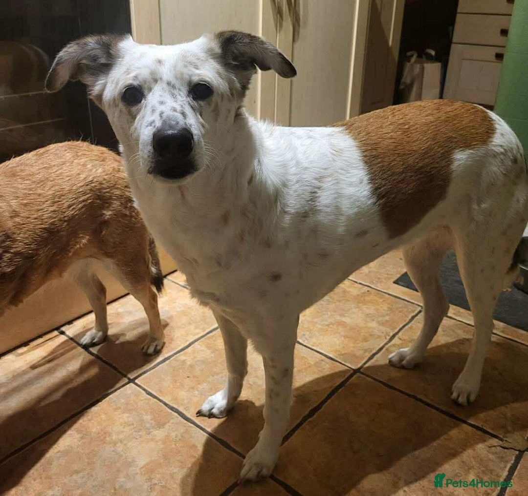Mixed Breed dogs for adoption: Rescue dog Milly is looking for her second chance - Advert 4