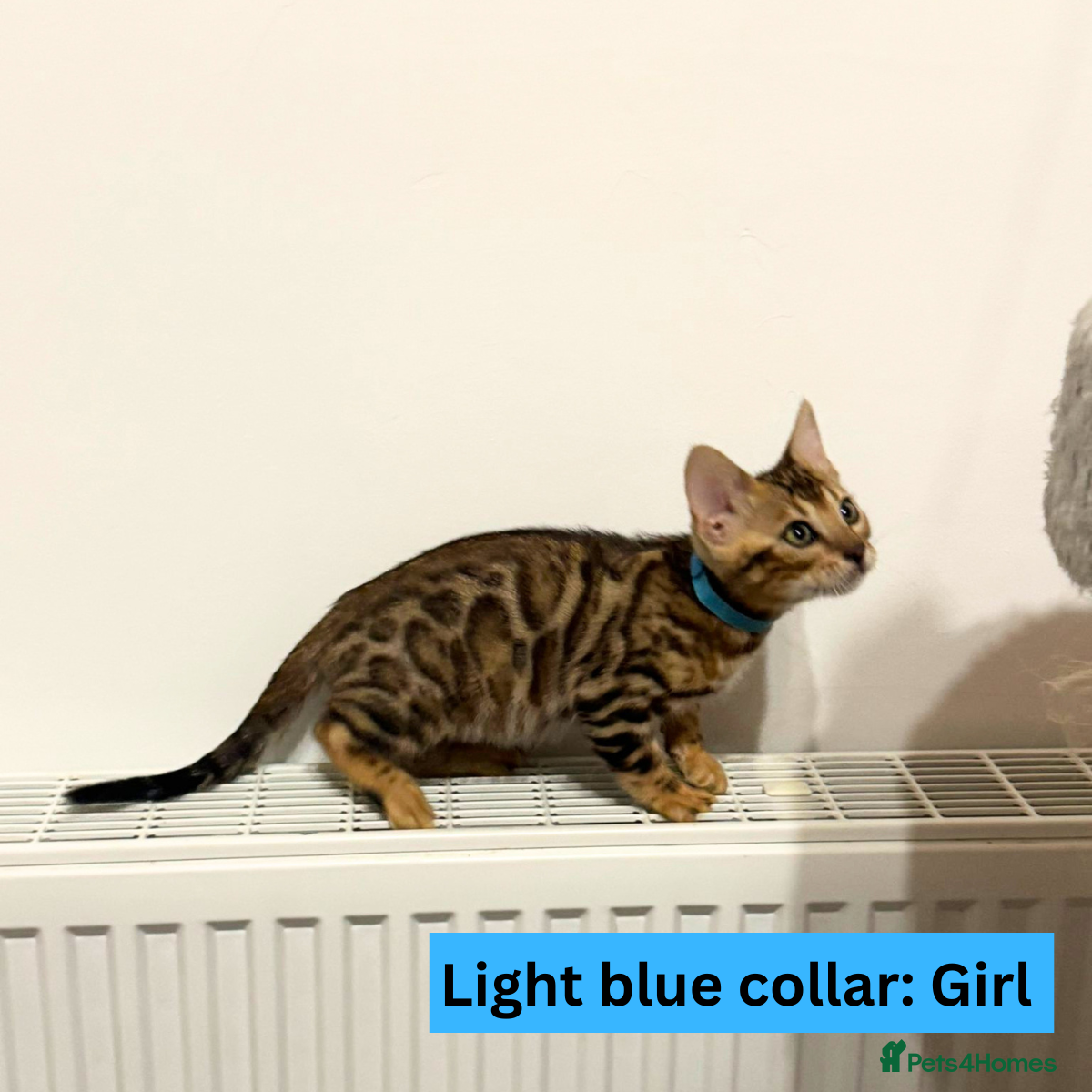 Bengal cats for sale: Luxury 5-Generation-Pedigree Bengal Kittens - Advert 4