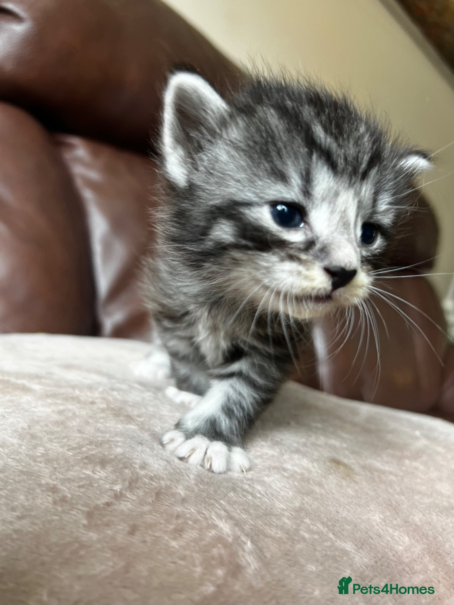 Mixed Breed Kitten 1