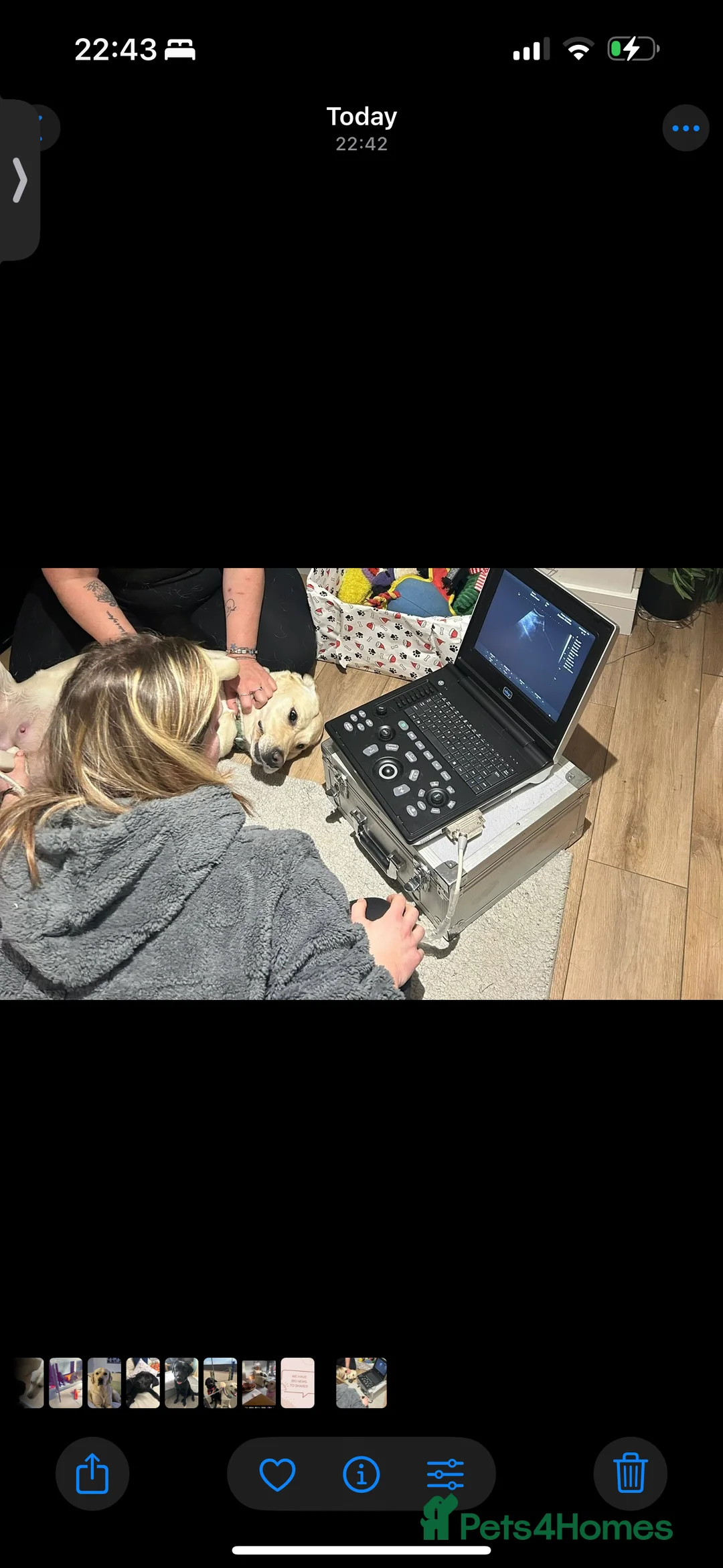 Goldador dogs for sale: Beautiful Goldador Pups  - Advert 20