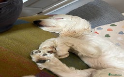 Cockapoo dogs for sale: Beloved Cockapoo Bubble for sale - Advert 12