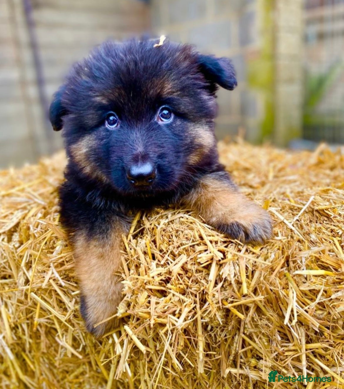 German Shepherd dogs Perfect Chunky GSD Pups - Advert 1