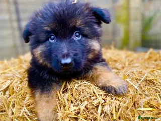 German Shepherd dogs Perfect Chunky GSD Pups - Advert 1