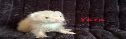 Ferret rodents for sale: ANGELICFERRETS IS BACK - Advert 2