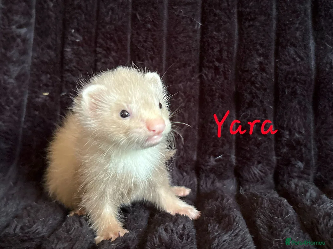 Ferret rodents for sale: ANGELICFERRETS IS BACK - Advert 2