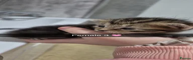 Kitten 3