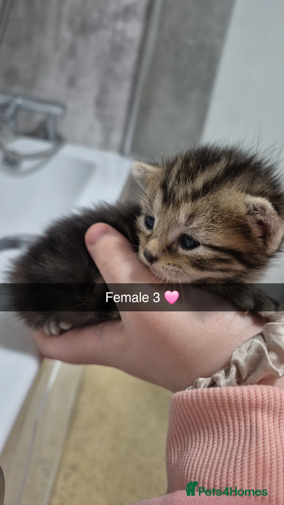 Mixed Breed cats for sale: 3 kittens for sale 100 each - Advert 2