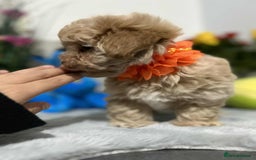 Maltipoo dogs for sale: Maltipoo - Image 9