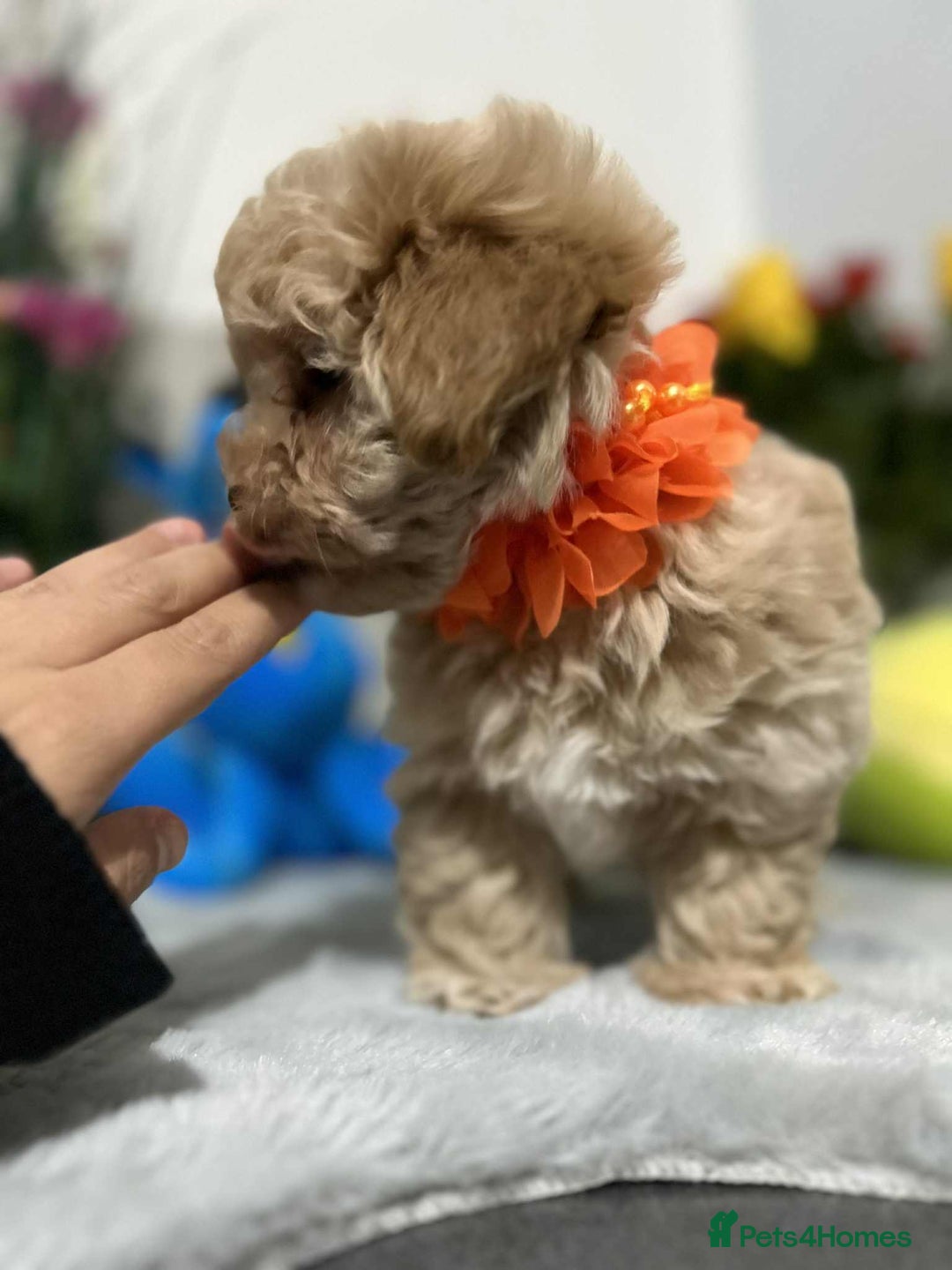 Maltipoo dogs for sale: Maltipoo - Image 9