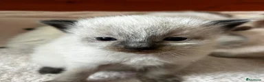 Ragdoll 1