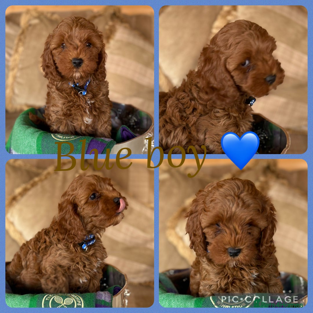 Cavapoo dogs for sale: Extensively Health Tested F1b Cavapoo Puppies   - Image 5