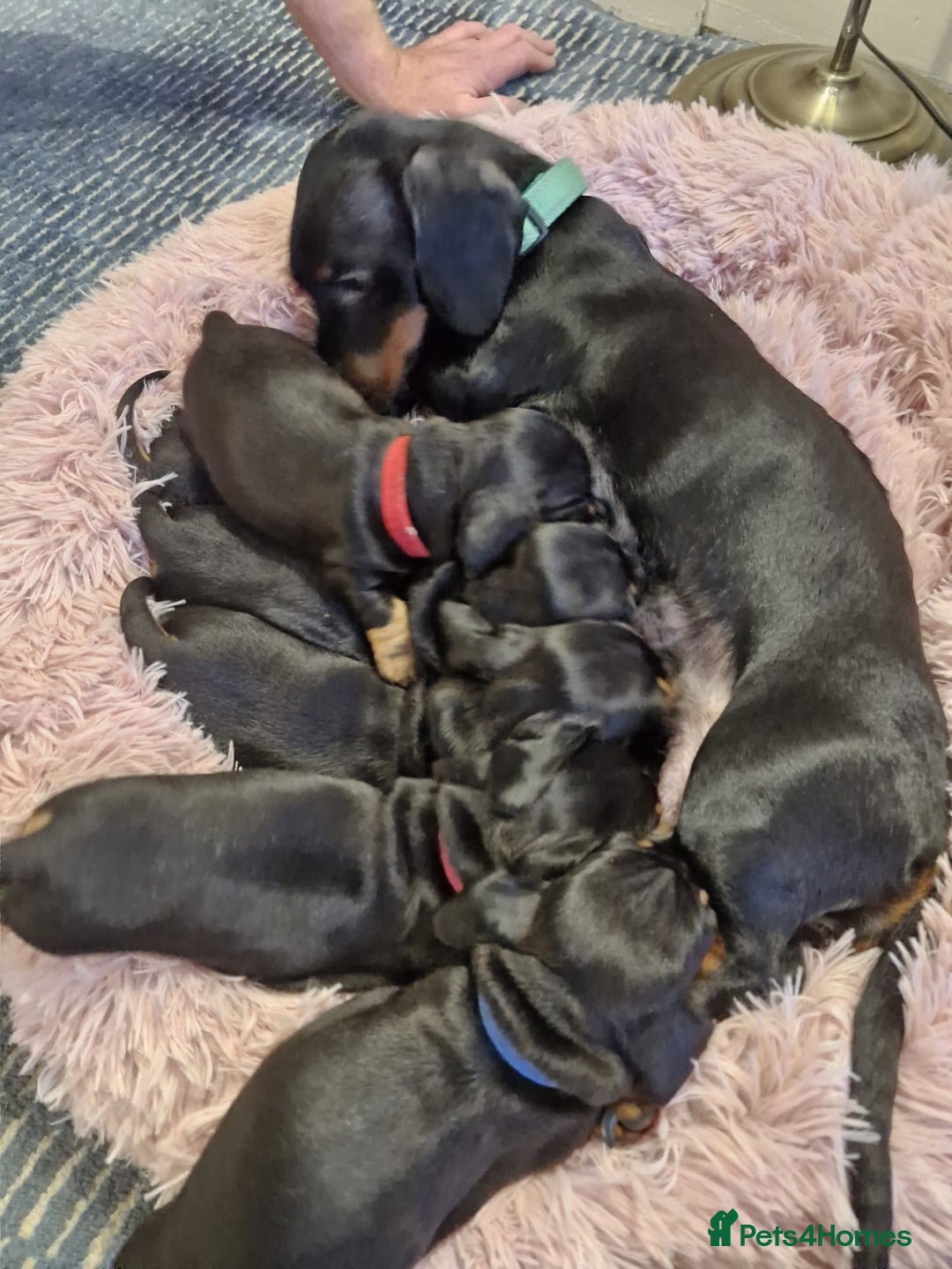 Miniature Dachshund dogs for sale: Minature Dachshund Puppies - Advert 1