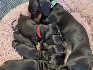 Miniature Dachshund dogs Minature Dachshund Puppies 1 boy remaining - Advert 1