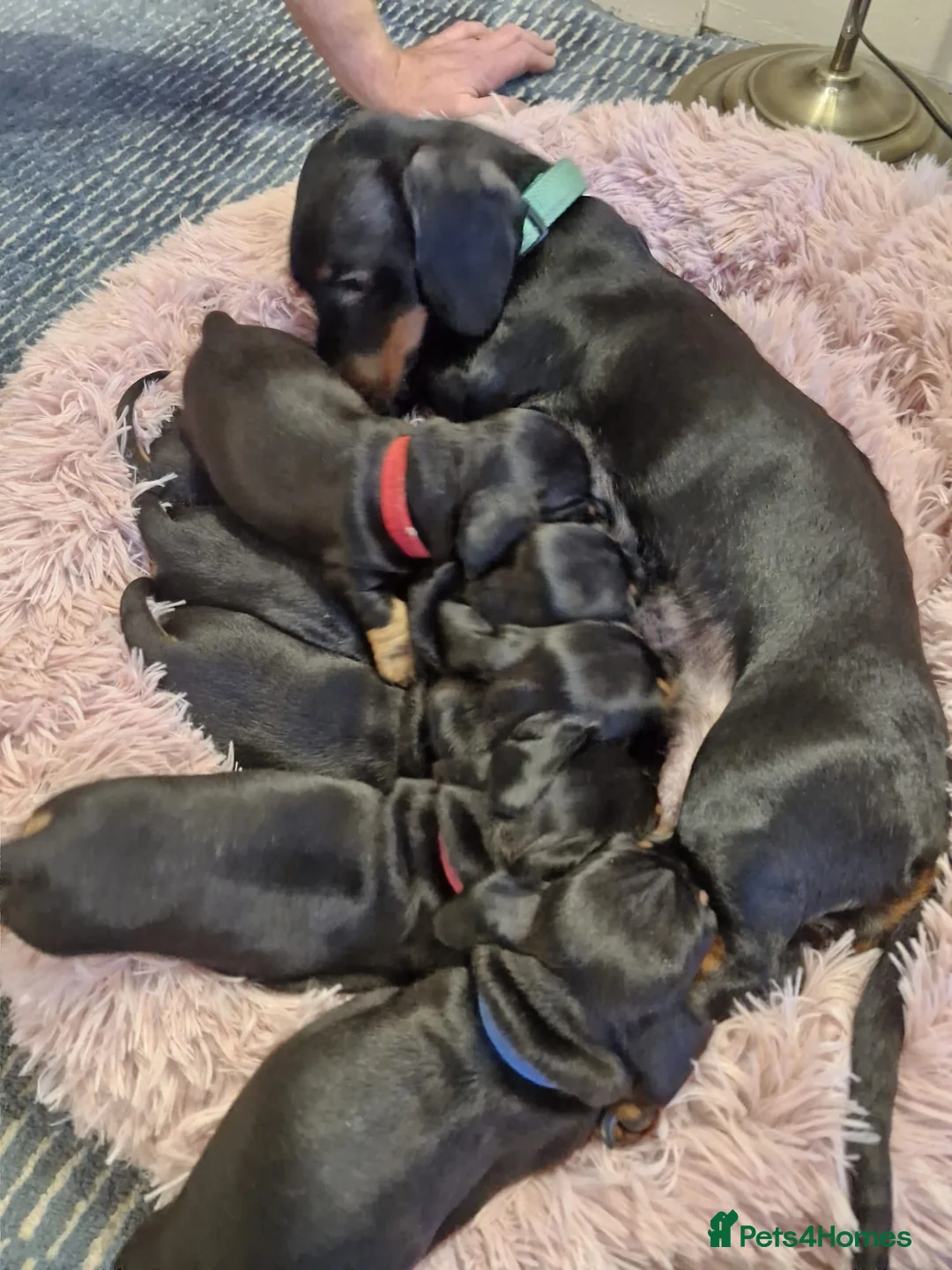 Miniature Dachshund dogs for sale: Minature Dachshund Puppies 1 boy remaining - Advert 1