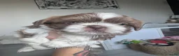 Shih Tzu dogs for sale: 🐶💕 BEAUTIFUL SHIH TZU PUPPIES – 7 GIRLS! 💕🐶 - Advert 12