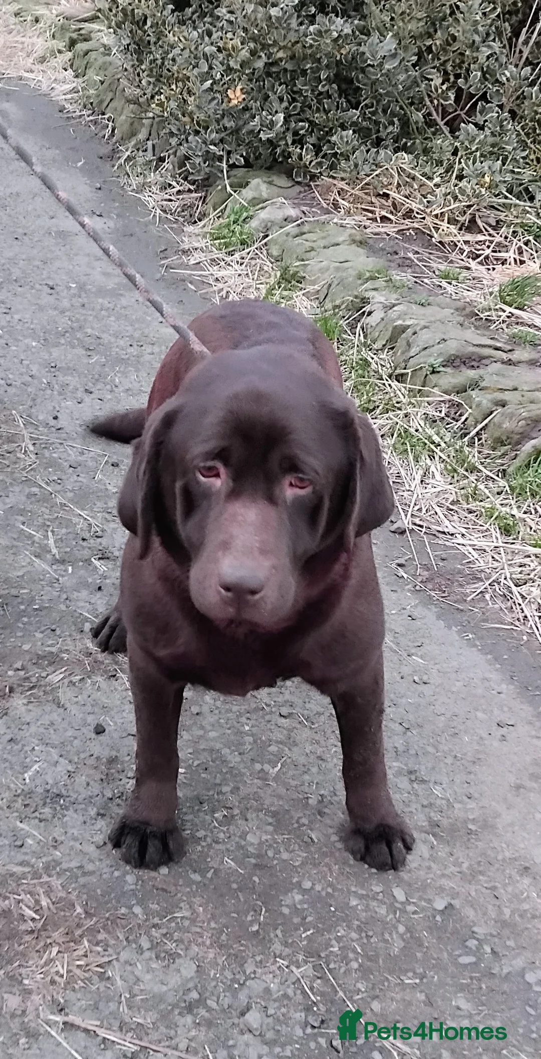 Labrador Retriever dogs for sale: Lovely 3 year old girl - Advert 7