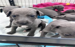 Whippet dogs for sale: Very beautiful whippets puppies  - Image 1