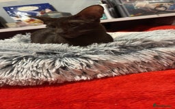 Oriental cats for sale: GCCF Oriental Shorthair Neutered Female For Sale - Image 16