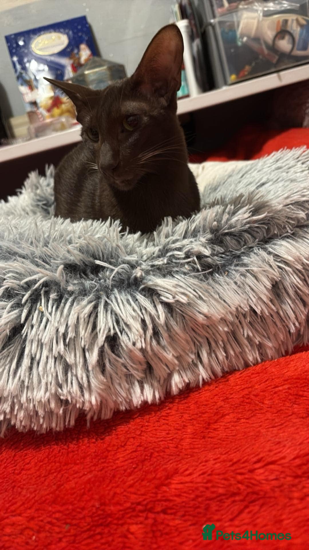 Oriental cats for sale: GCCF Oriental Shorthair Neutered Female For Sale - Image 16