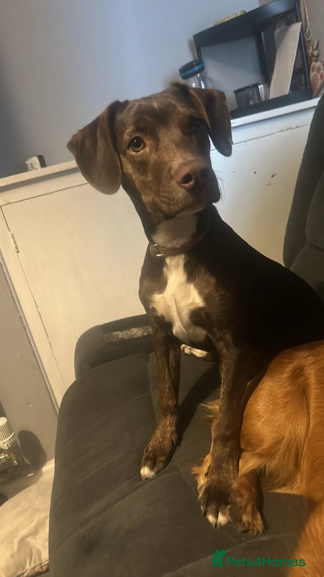 Mixed Breed dogs for sale: Missy - Advert 1