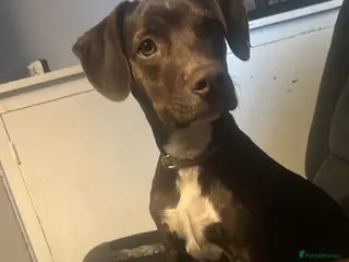 Mixed Breed dogs Missy - Advert 2