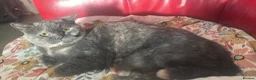 British Shorthair cats for sale: Betty and Wand  - Advert 5